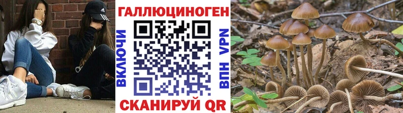 Галлюциногенные грибы Cubensis  купить   Лобня 